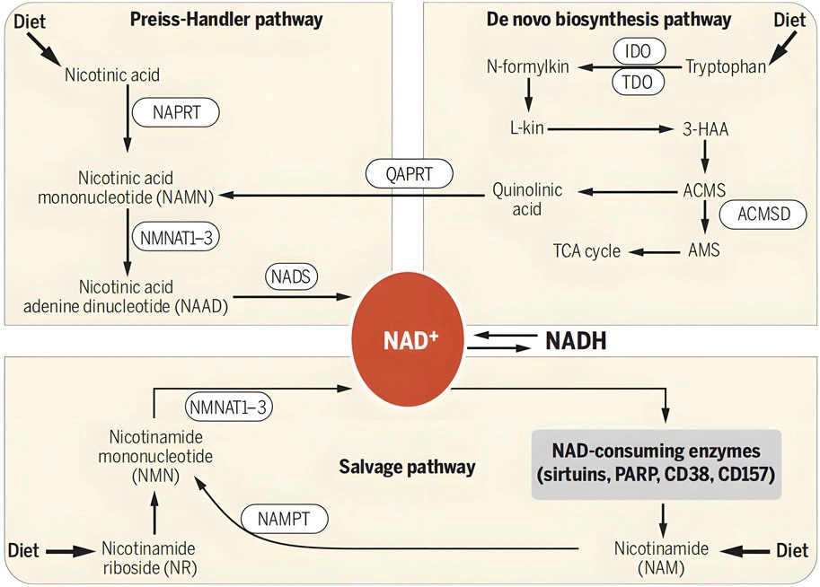 nmn nad nadh